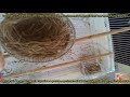 Build a canary bird nest 3 days Timelapse \ بناء عش الكناري بثلاث أيام مسرع ب 5 دقائق