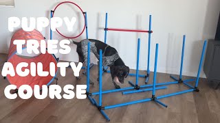 My Puppy Tries The Agility Obstacle Course | 9 Month German Shorthaired Pointer GSP | Dog Vlog