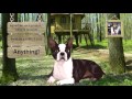 Animated dog advertising your product or website