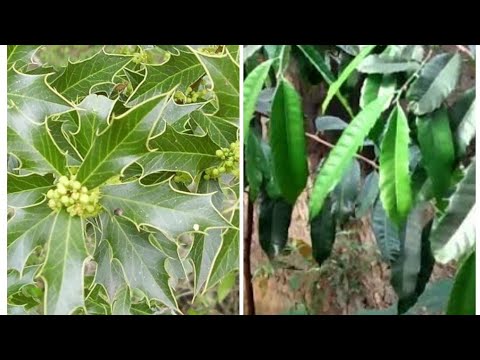 Vídeo: Usos de espinheiro em jardins - informações sobre o cultivo de plantas de espinheiro