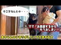 赤ちゃんの世話がしたすぎて何度も交渉する甲斐犬一休