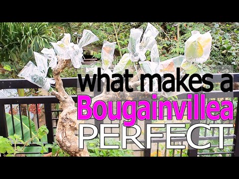 Video: Bougainvillea Er Fantastisk