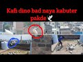 Kabutar pakdane ka Aasan tarika🕊 | naya kabutar Kaise pakde | How to catch pigeon in hand 🕊🕊🕊