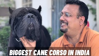 Best Cane Corso dogs in India | इतने  saare Cane Corso ek saath