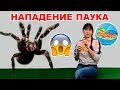 Ядовитый паук(ласиодора парахибана) убивает огромных тараканов. Девушка пьёт тараканий смузи.