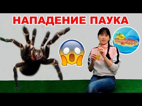 Ядовитый паук(ласиодора парахибана) убивает огромных тараканов. Девушка пьёт тараканий смузи.