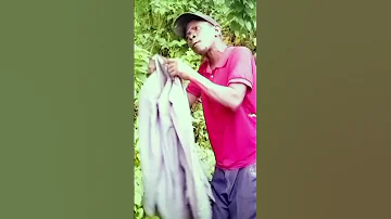 Mzeguta Zai Baraasaje Comedy 