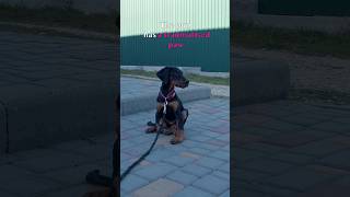 Family Abandoned Doberman Puppy just Because he Got Sick #animalrescue #doberman #shorts #puppy