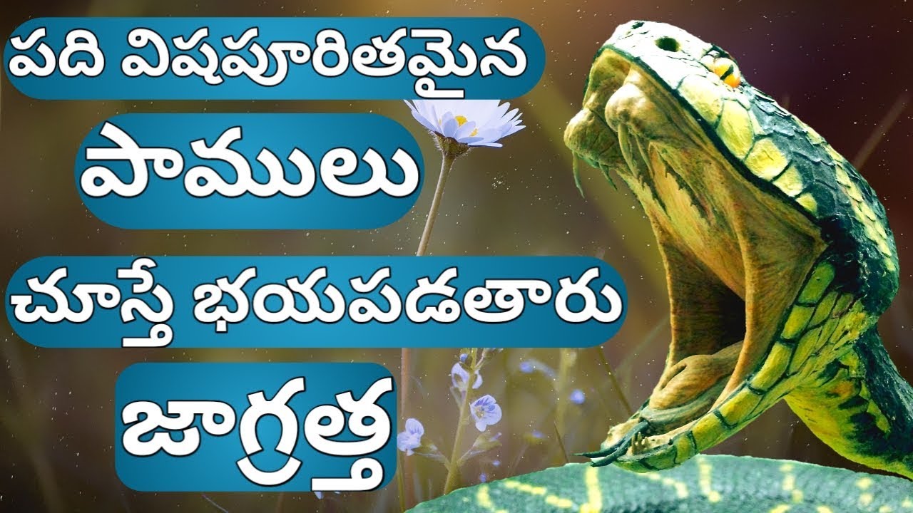 Top Ten Venomous Snakes in the World in telugu YouTube