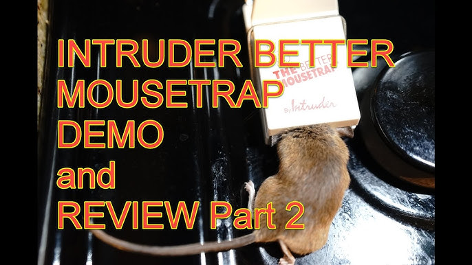 Intruder The Better Rodent Trap (Single) - Yahoo Shopping