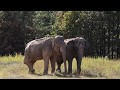 The Elephant Sanctuary | Sissy and Shirley Reunite at Asia Habitat