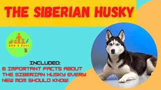 6 Important Facts About the Siberian Husky Every New Mom Should Know by Gen X Pets 23 views 1 year ago 3 minutes, 50 seconds