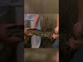 Invasive Species Management in Everglades