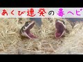 【毒蛇飼育】モイラヘビ ちゃんあくびあくびあくび　Snake yawn🥱