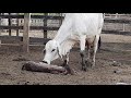 Cómo ayudar a parir una vaca que no puede hacerlo por sí sola