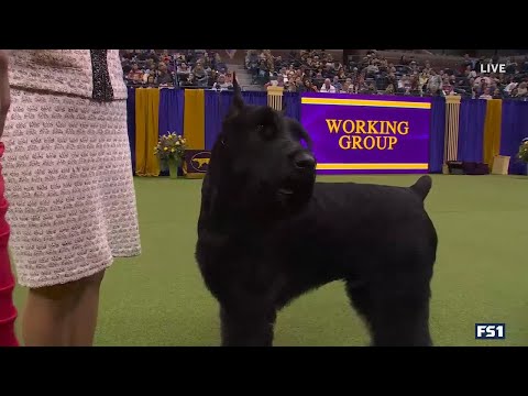 Video: Wiens monty trekt nieuwe hond aan?