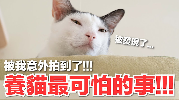 【好味小姐】養貓最可怕的事！被我意外拍到了！｜好味貓日常196