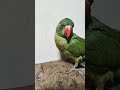 #cartoonvideo #talkingparot #funnyanimals #birds #mithukibatain #funnybirds #cute #funnypets #funny