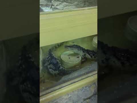 تماسيح في متحف البحر الأحمر