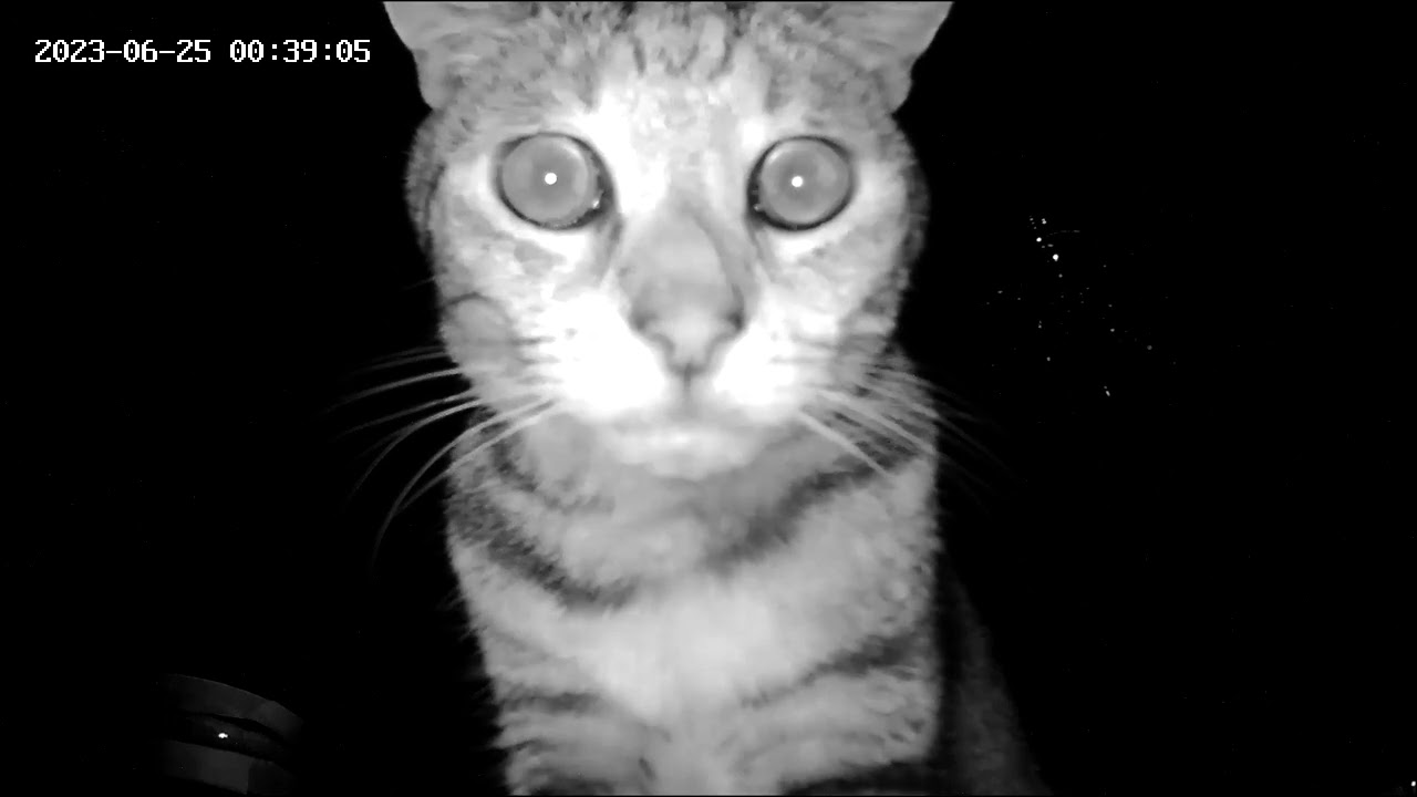 Honey, discovers counter top security camera.