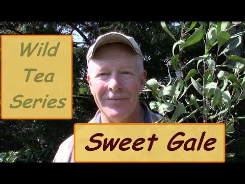 Wild Tea Series - Sweet Gale