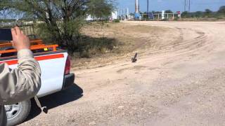 Roadrunner vs Rattlesnake