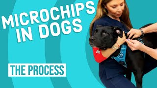 How to Microchip a Dog screenshot 4