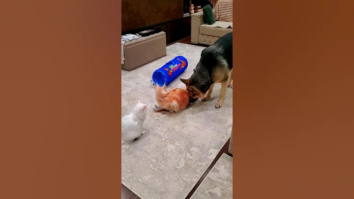 Video 11675451: angora cat, maine coon, cat dog playing, cat cute dog