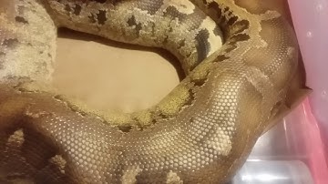 Sarawak short tail python