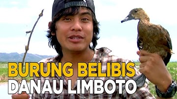 Berburu burung Belibis di sekitar danau Limboto | JELAJAH