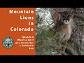 Episode 4: What to do if you encounter a mountain lion