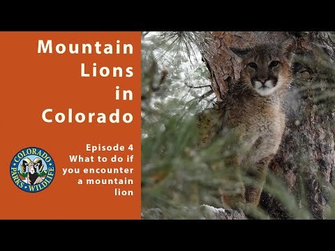 Mountain Lion Encounters