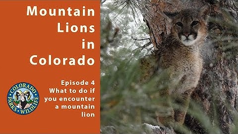 Episode 4: What to do if you encounter a mountain lion