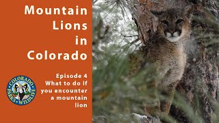 Episode 4: What to do if you encounter a mountain lion