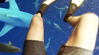 I Tried to Live Stream a Shark Dive... Then This Happened