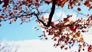 Видео фон для сайта   Листва на дереве