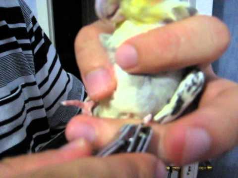 ვიდეო: როგორ მორთოთ თუთიყუშის ბრჭყალები