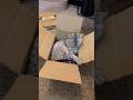 If it Fits, I Sits! 😂📦 Nagi & Zen Love Boxes #egyptianmau #cat #kitten #funnycat