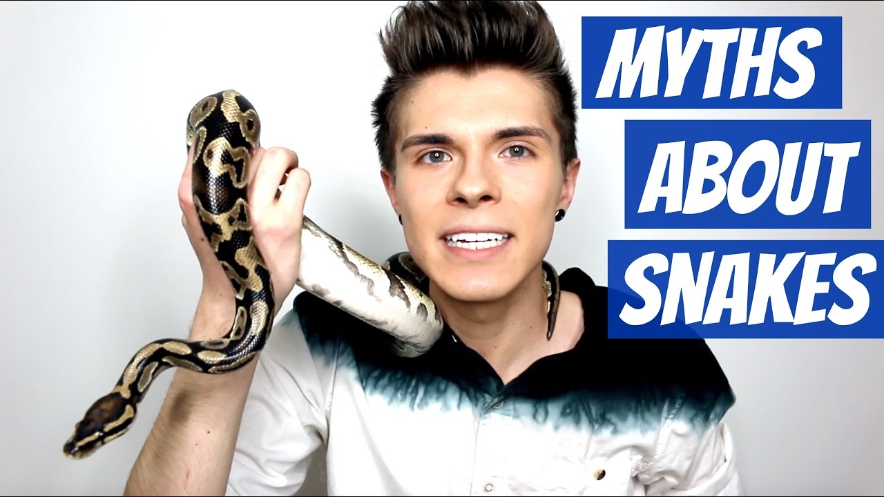 7 most common myths about snakes