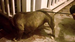 Greenhouse Bullies Geechie Manes Girlfriend