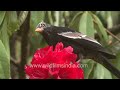 How birds pollinate flowers &amp; trees! See Grey-winged Blackbird awash in Rhododendron pollen