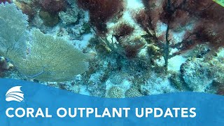 Coral Update: The Florida Aquarium Team Checks Outplanted Corals in The Florida Keys