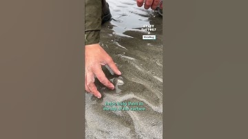 Using salt to gather razor clams 😳