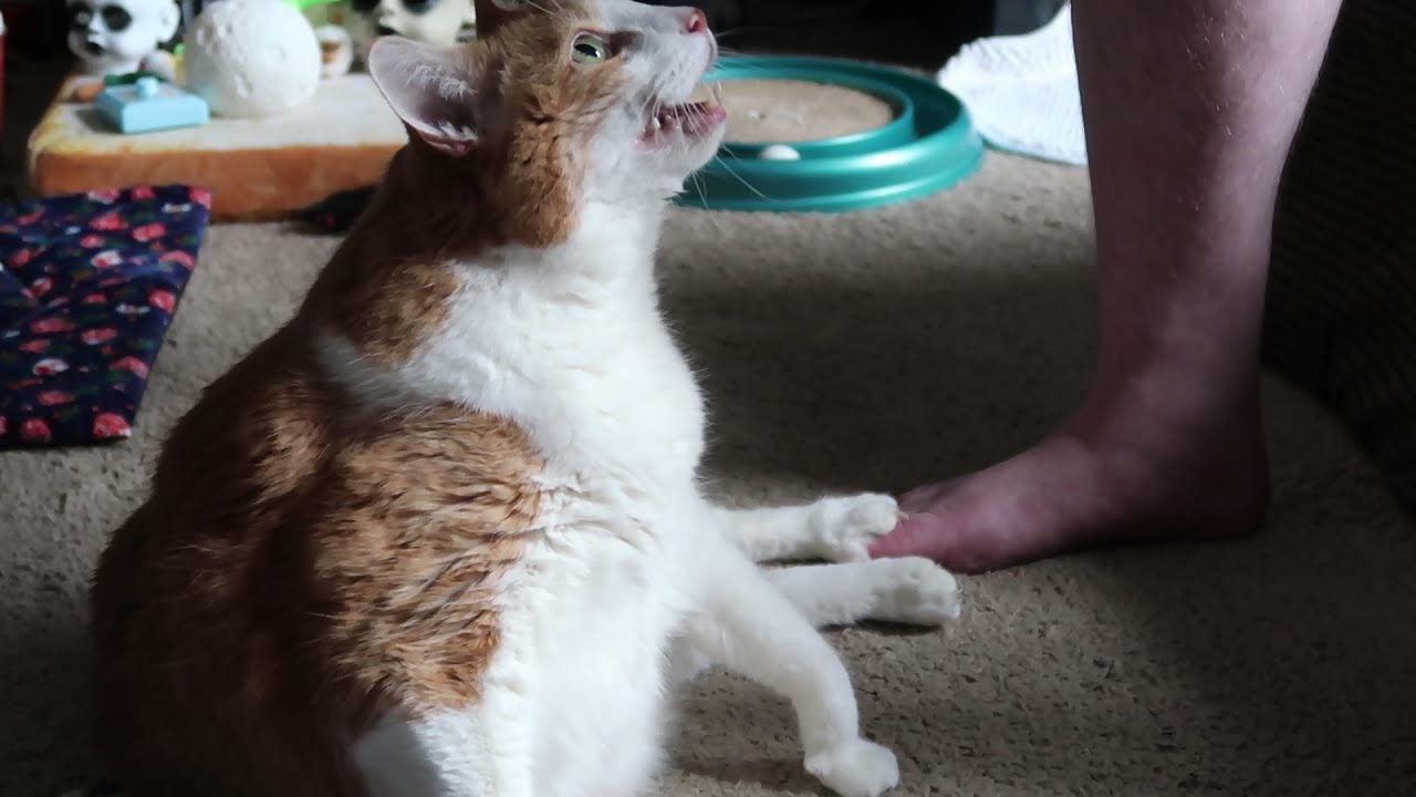 Cat Digs His Claws In YouTube