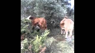 Vacas campo comiendo de la encina
