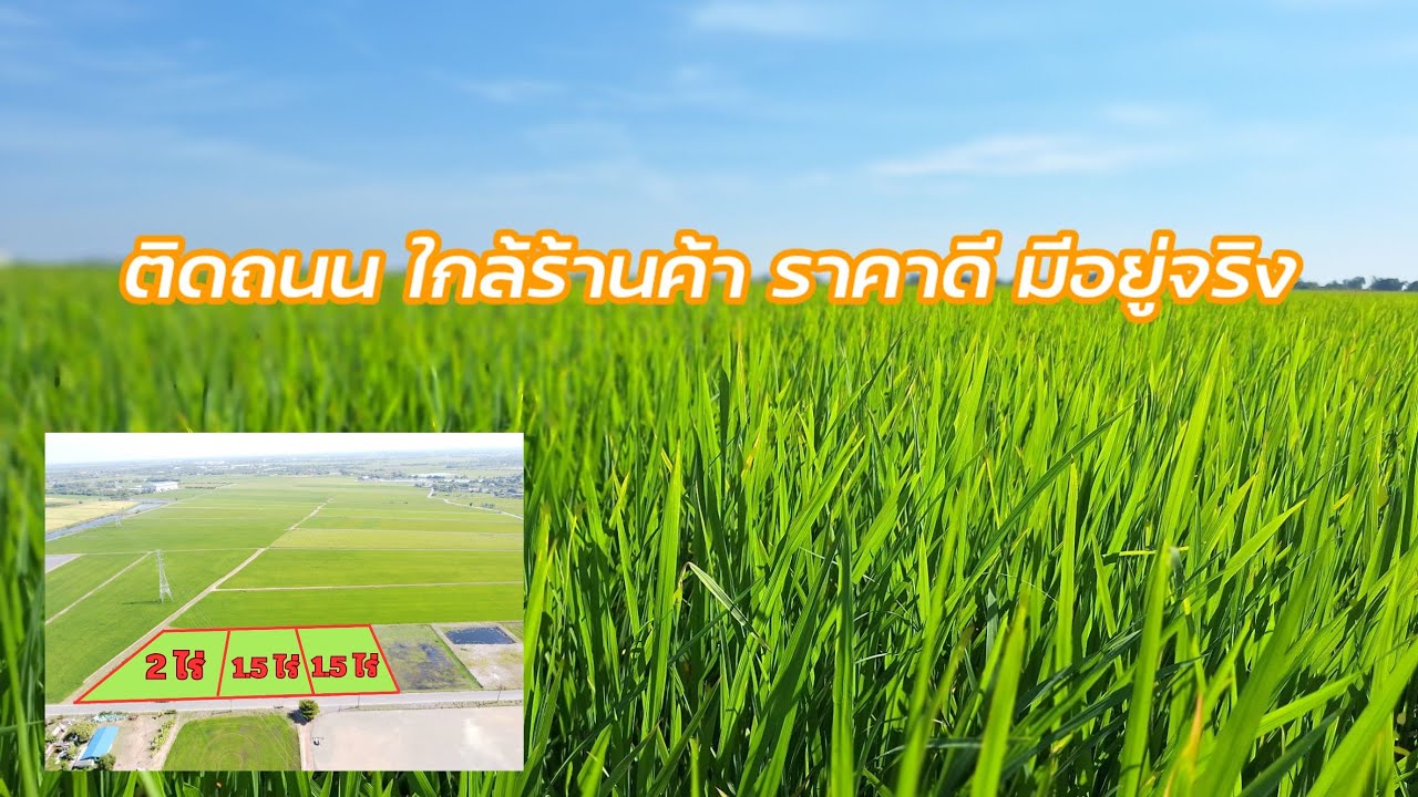 ที่ดินบางน้ำเปรี้ยว ติดถนน ใกล้ร้านค้า ราคาดี มีอยู่จริง ที่ดินฉะเชิงเทรา บรรยากาศดีไม่จำเป็นต้องไกล