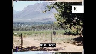 1930s, 1940s Rural South Africa, Vineyard, Agricultural Workers, Home Movies, 16mm