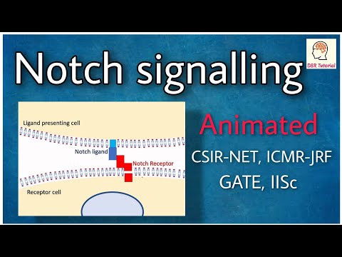 Video: Rumlig Transkriptomanalyse Afslører Notch-pathway-associerede Prognostiske Markører I IDH1 Vildtype Glioblastoma, Der Involverer Den Subventrikulære Zone