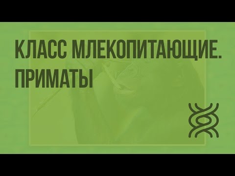 Видео: Что такое простое определение приматов?