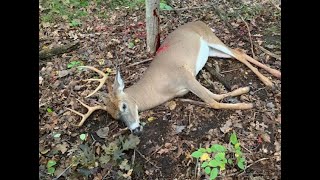 Epic South Carolina Deer Drive The Flying Buck